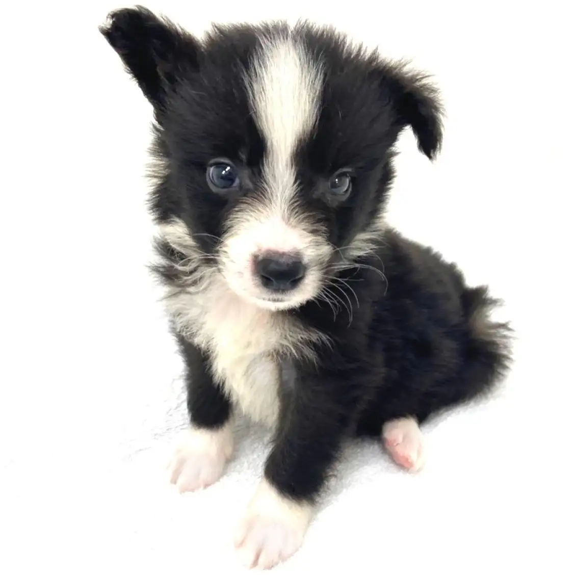 ボーダーコリー