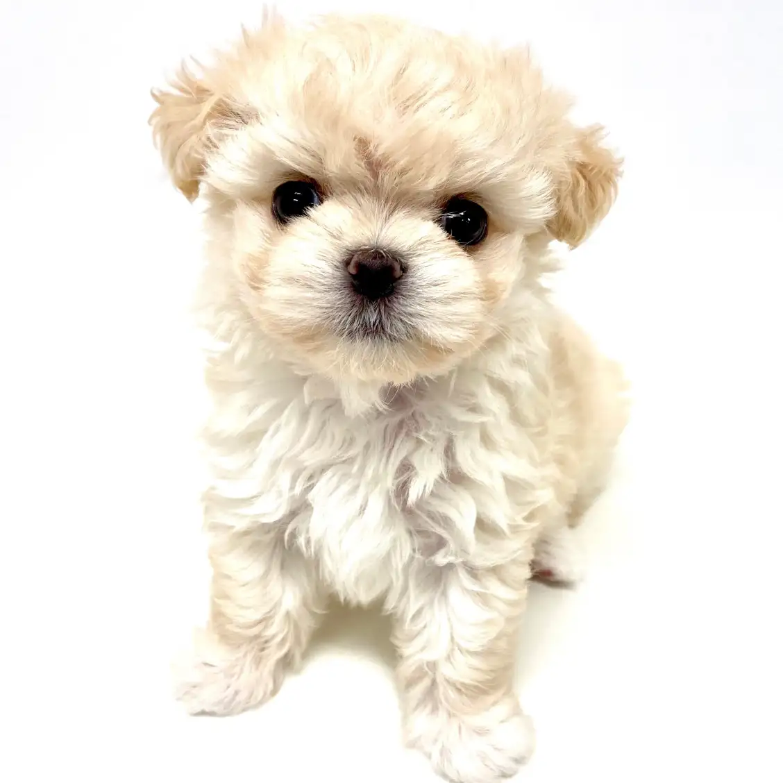 MIX（マルチーズ×チワワ）