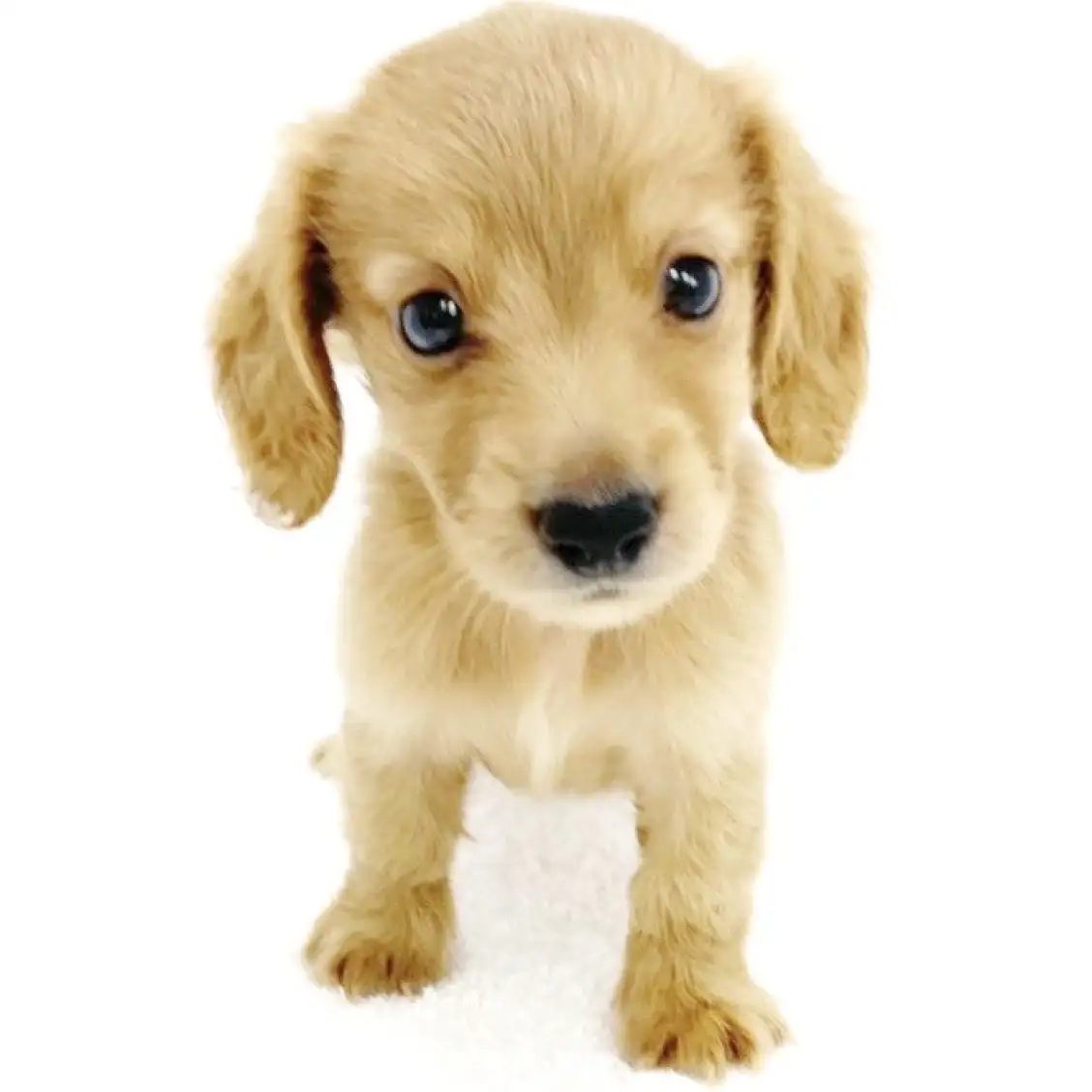 ミニチュア・ダックスフント