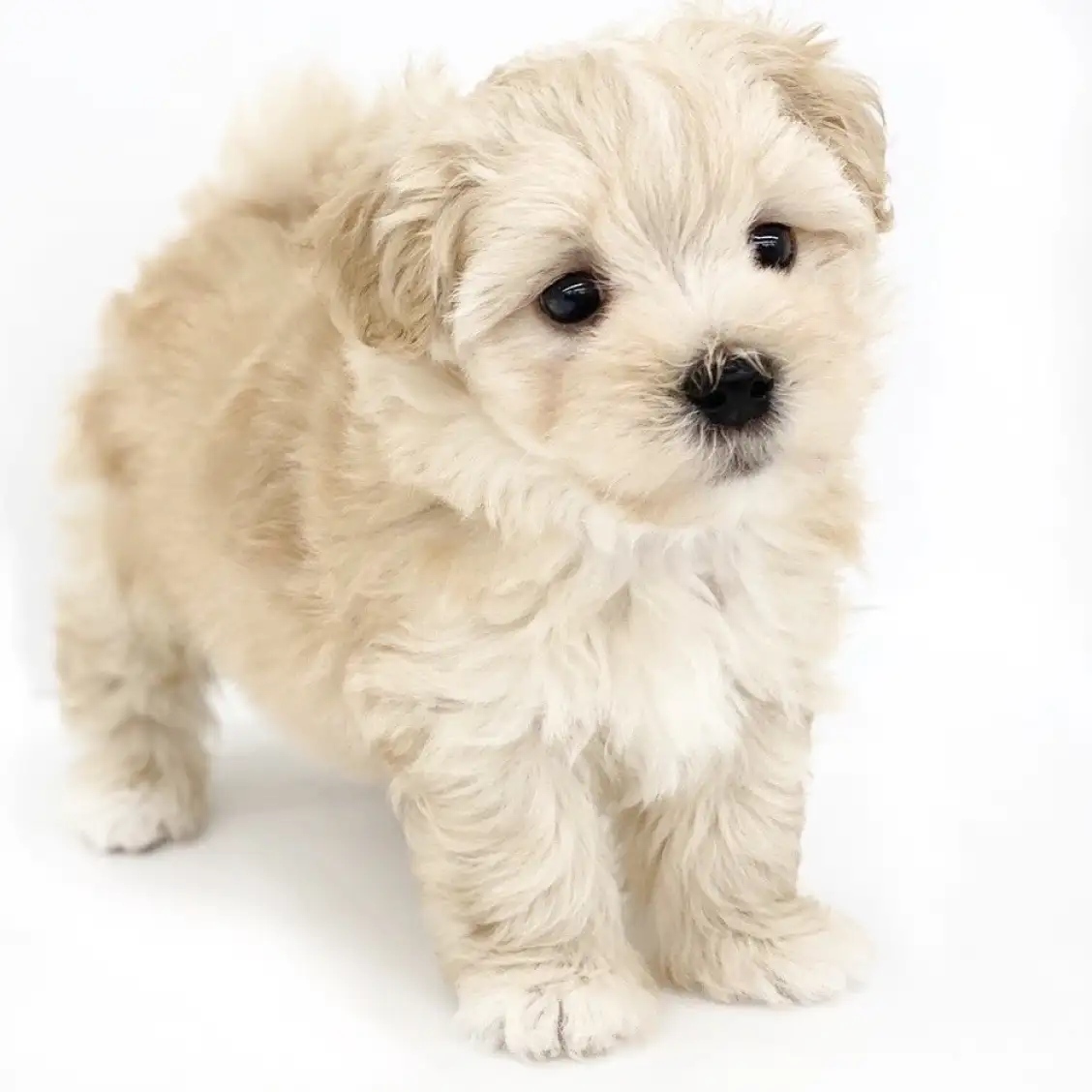 MIX(マルチーズ×トイプードル)