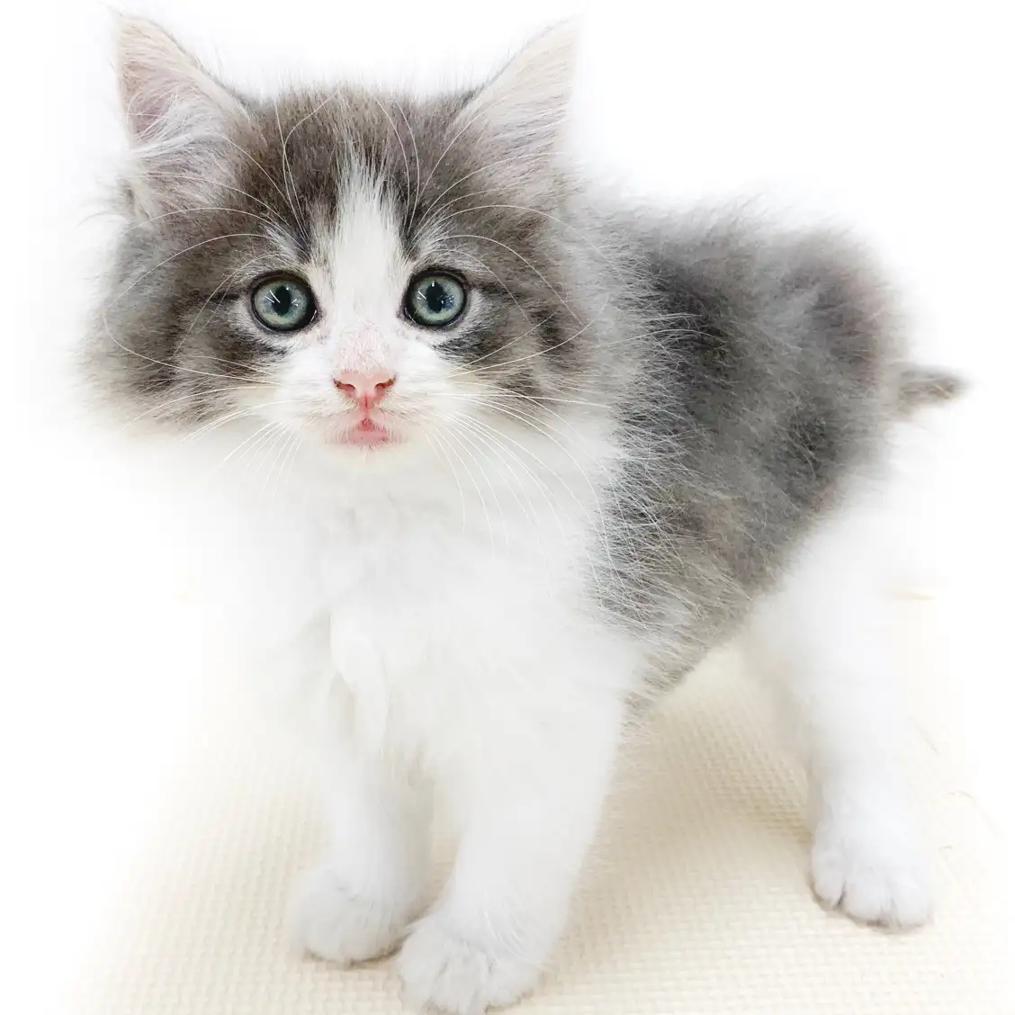 ノルウェージャンフォレストキャット