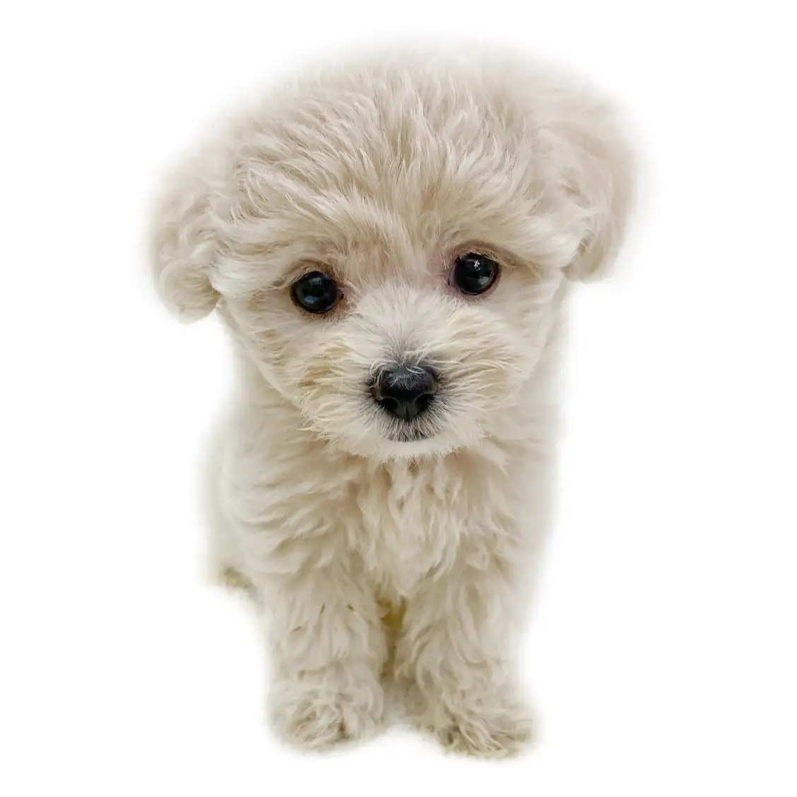 MIX(マルチーズ×トイプードル)