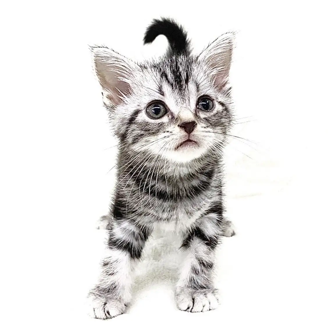 アメリカンショートヘア