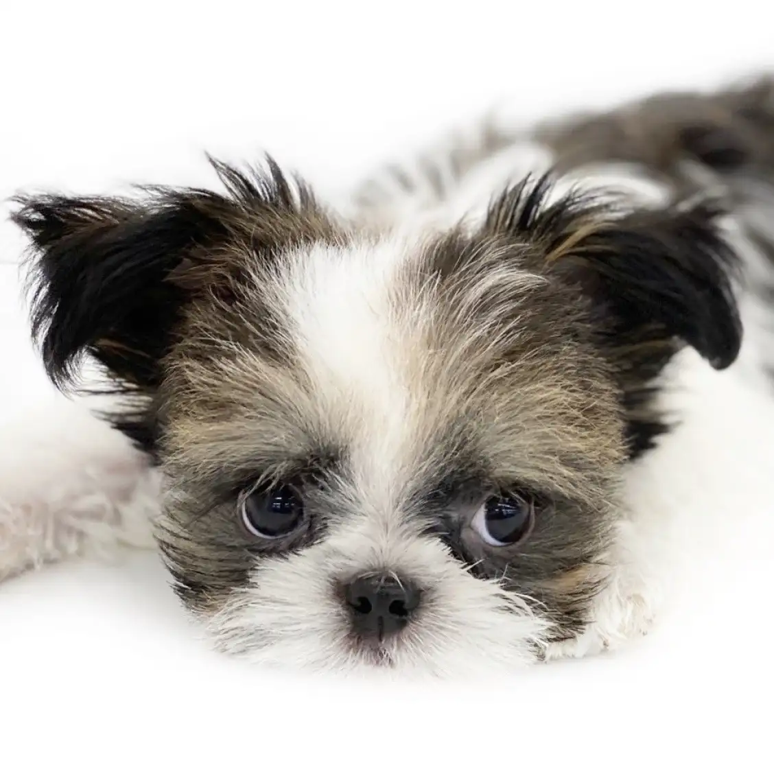 MIX(チワワ×シーズー)