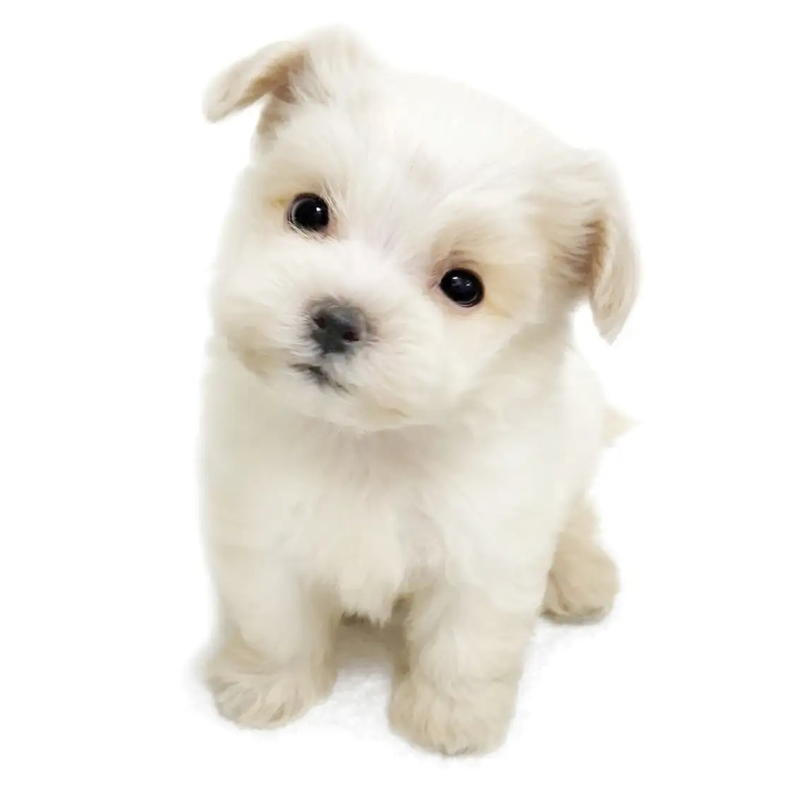 MIX(トイプードル×マルチーズ)