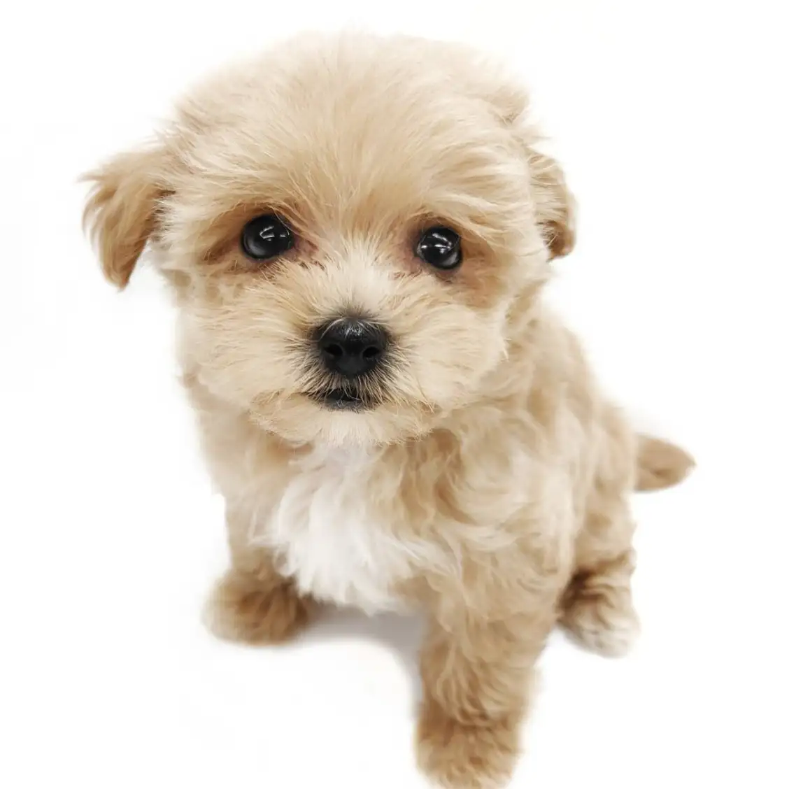 MIX（マルチーズ×トイプードル）