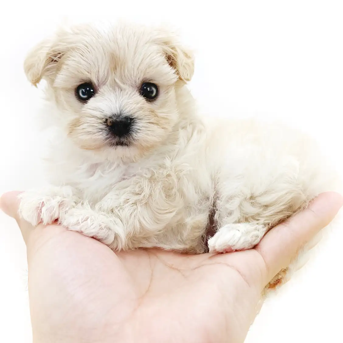 MIX（トイプードル×マルチーズ）