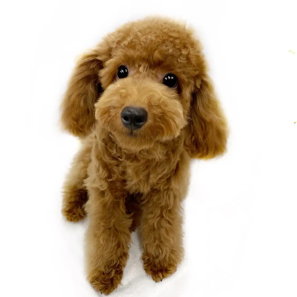 トイ・プードル