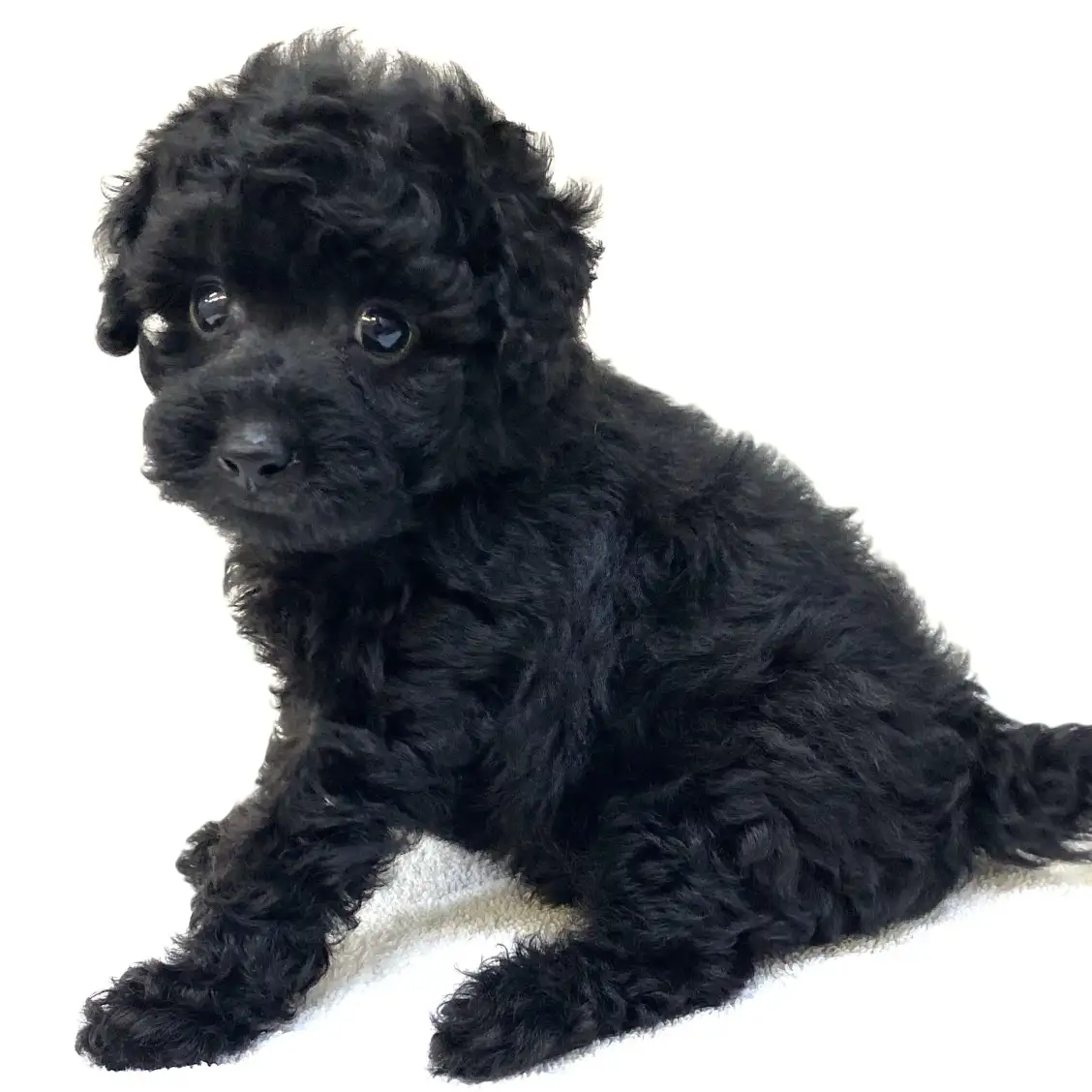 トイ・プードル