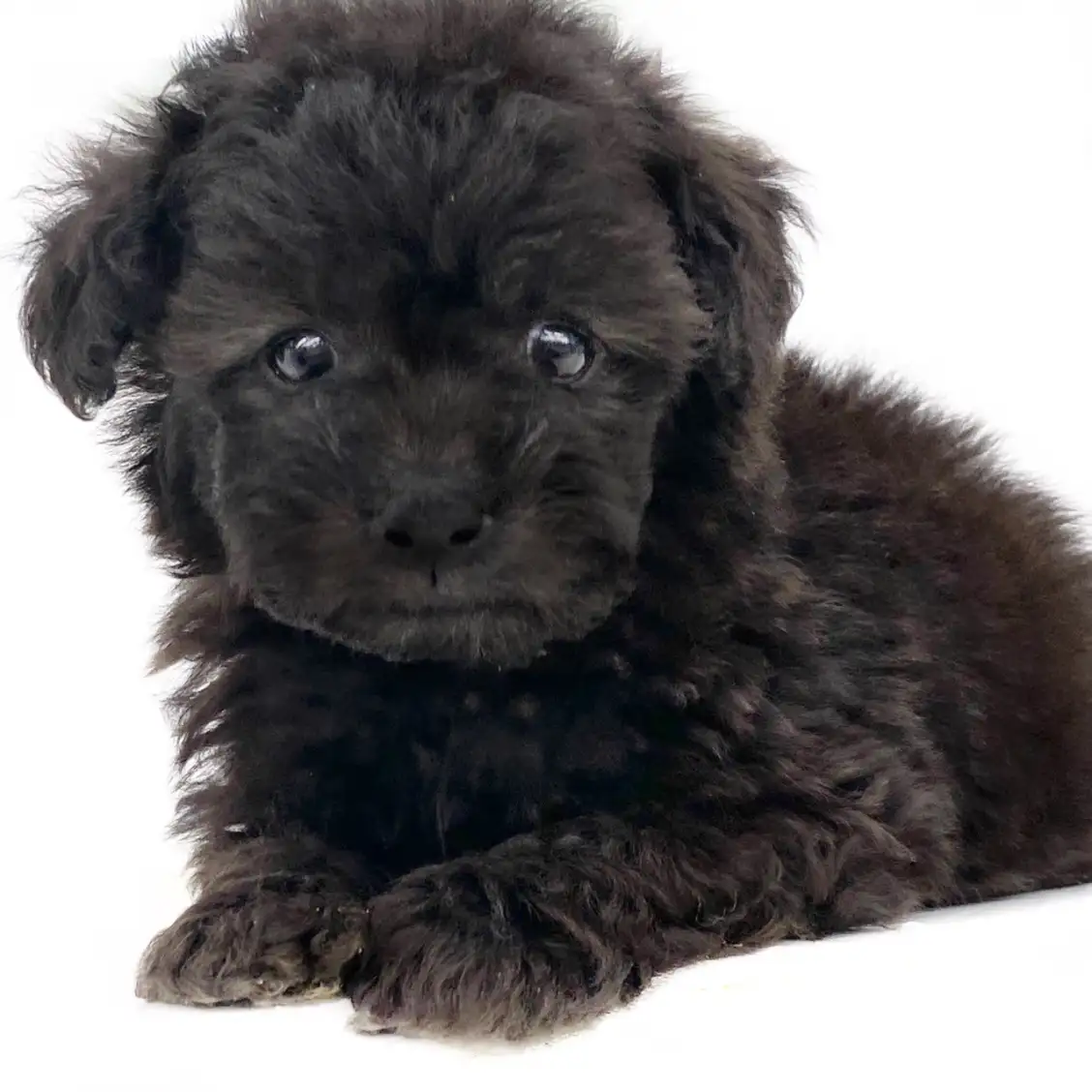 トイ・プードル