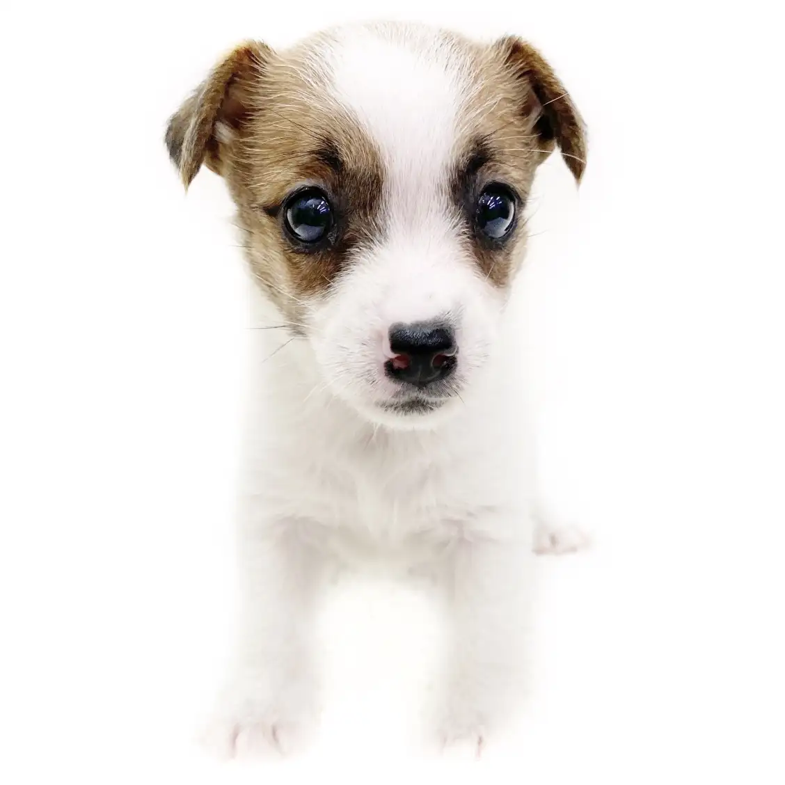 ジャックラッセルテリア