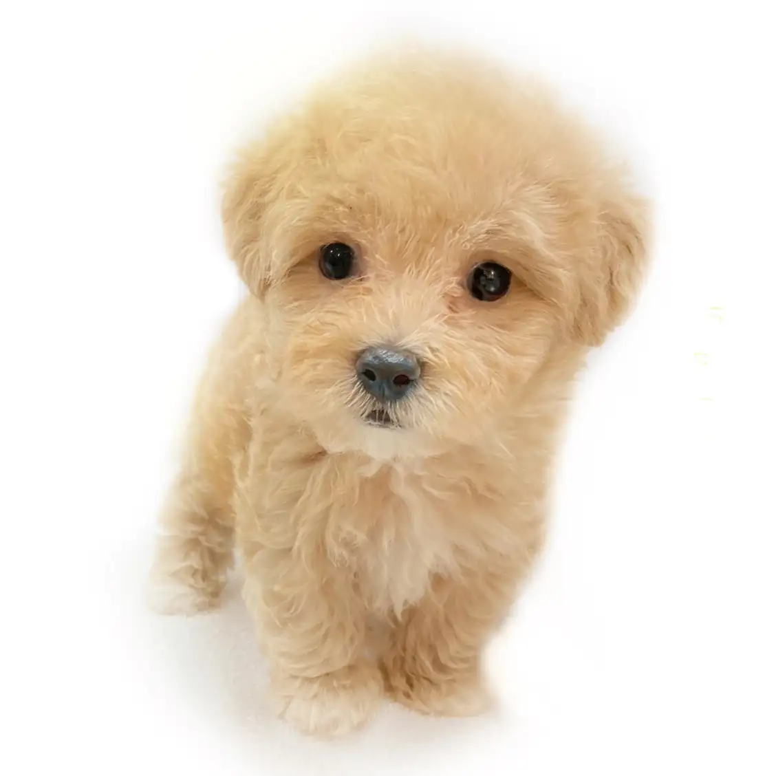 MIX(マルチーズ×トイプードル)