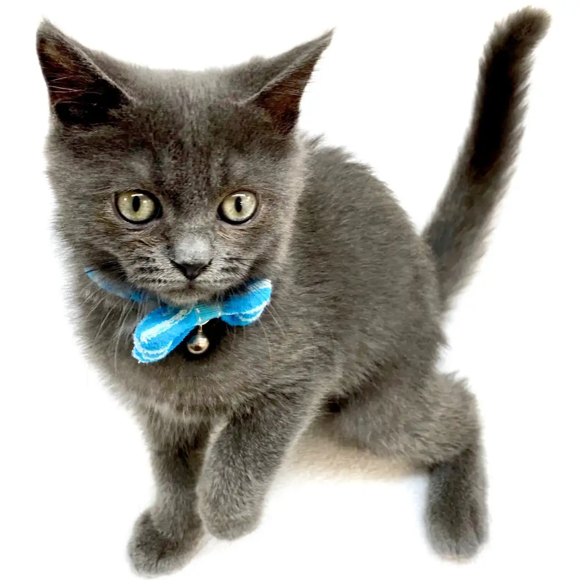 ブリティッシュショートヘア