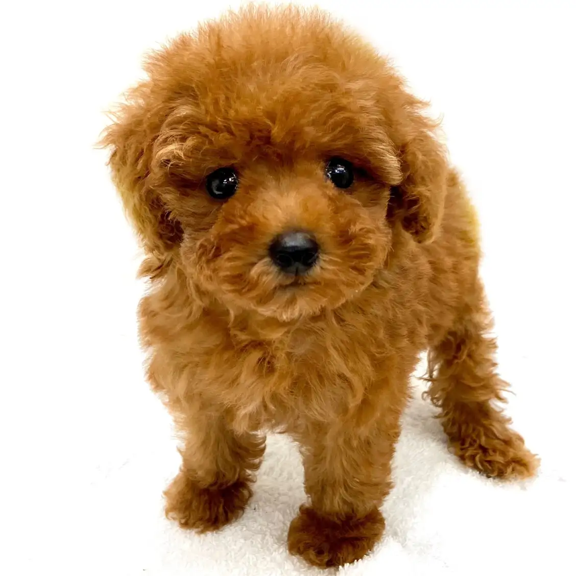 トイ・プードル