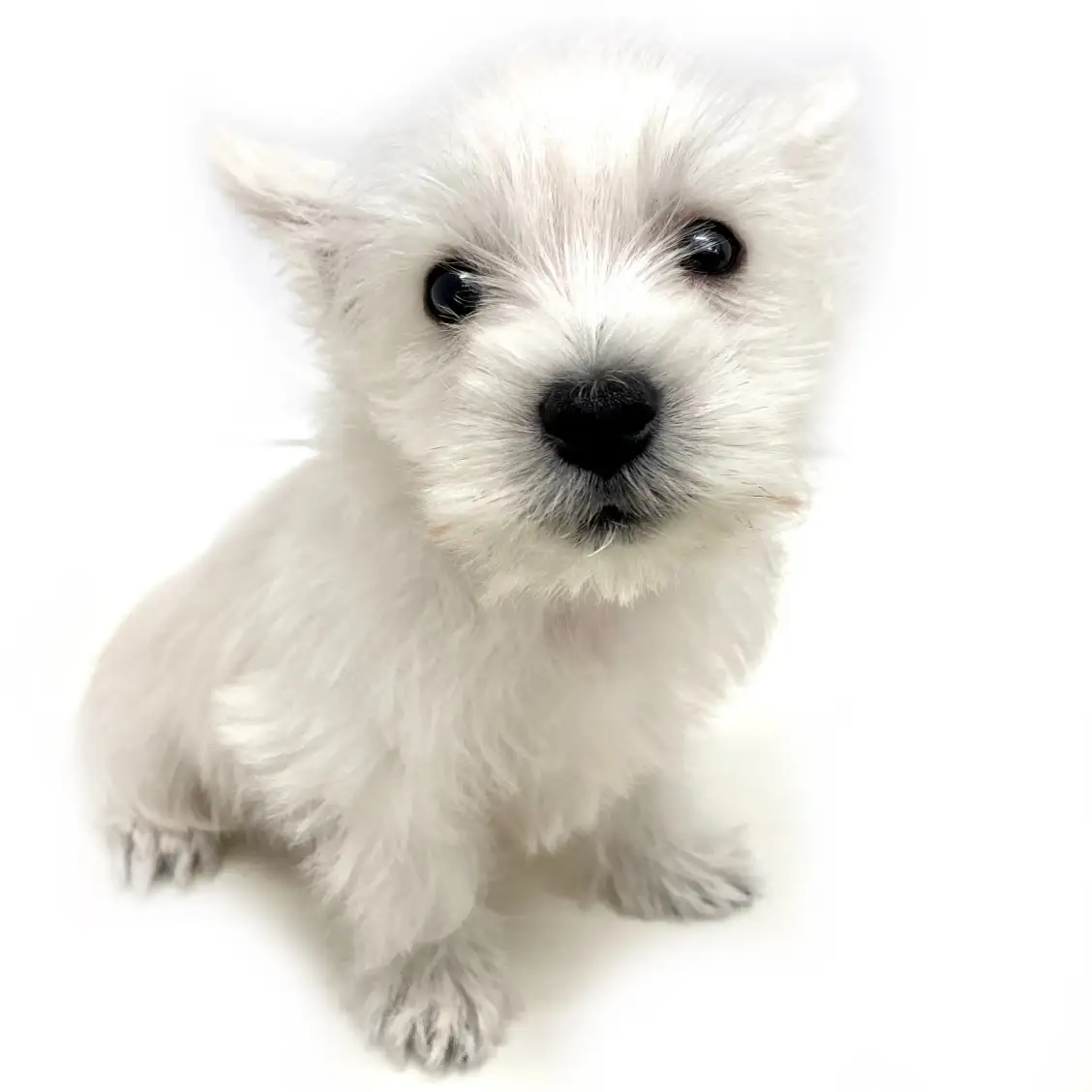 ウェストハイランドホワイトテリア