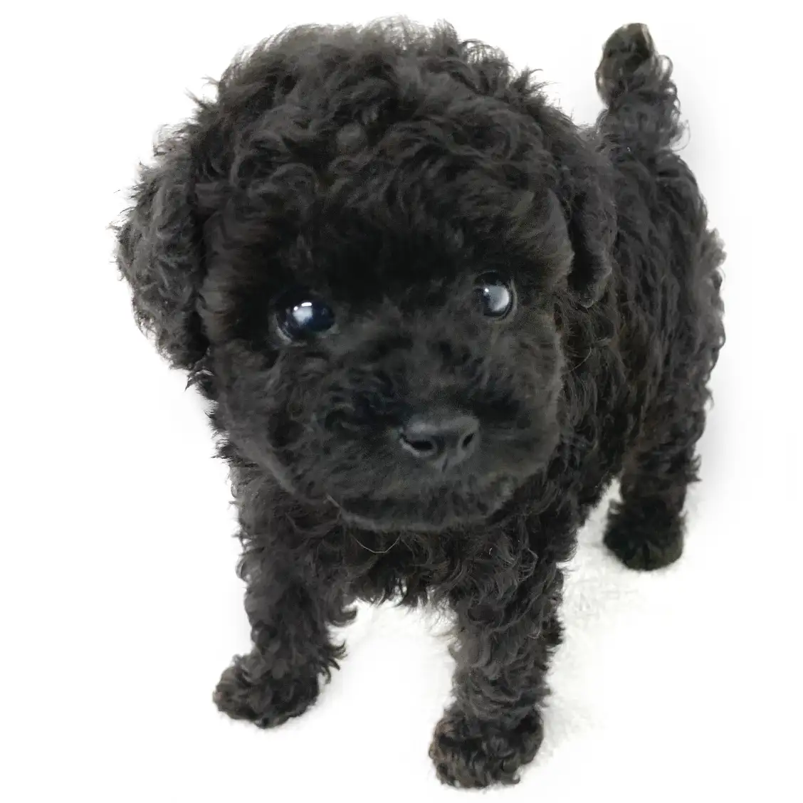 トイ・プードル