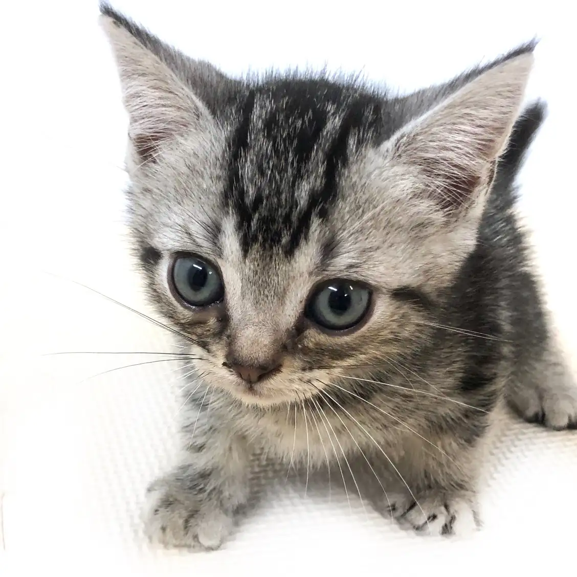 アメリカンショートヘア