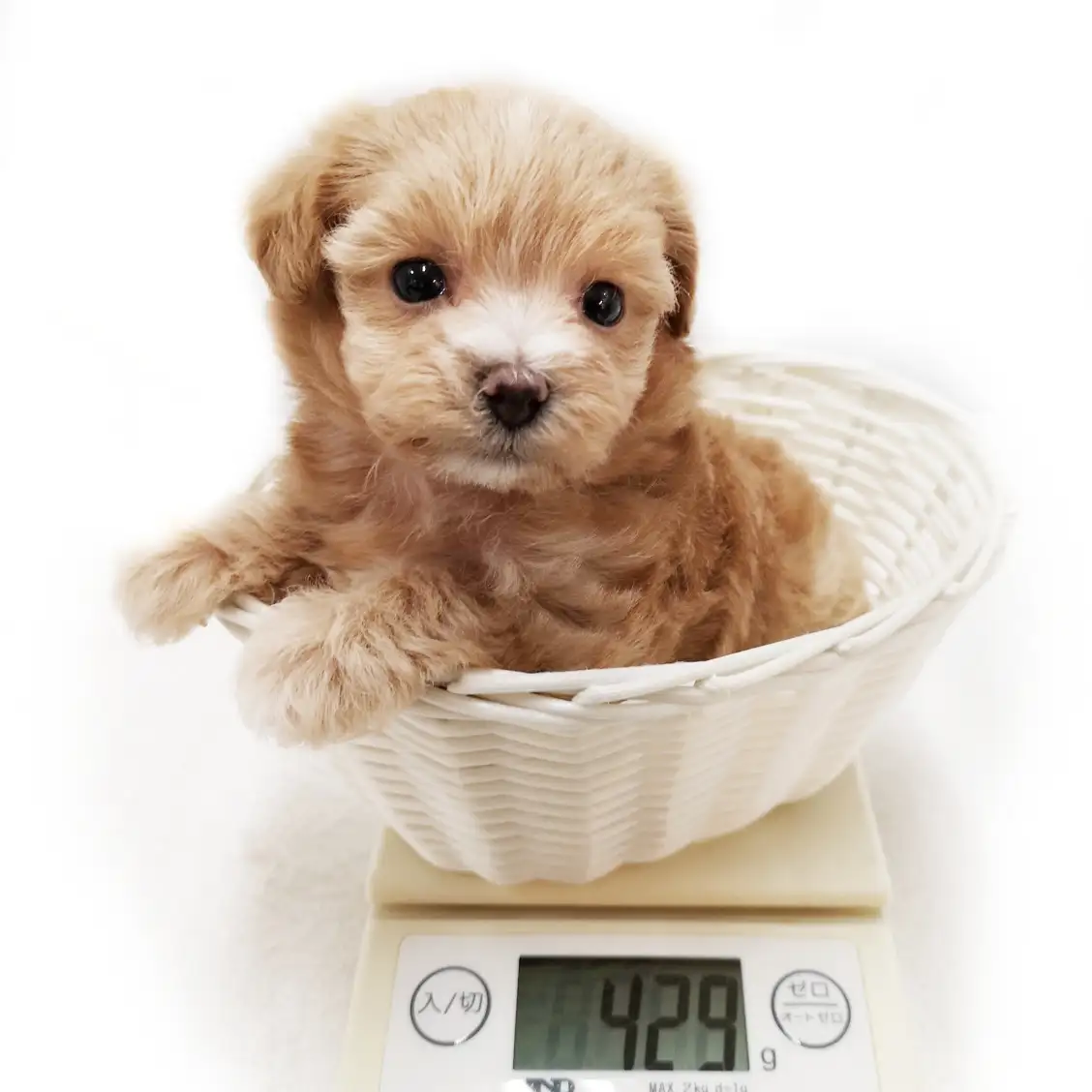 MIX(マルチーズ×トイプードル)