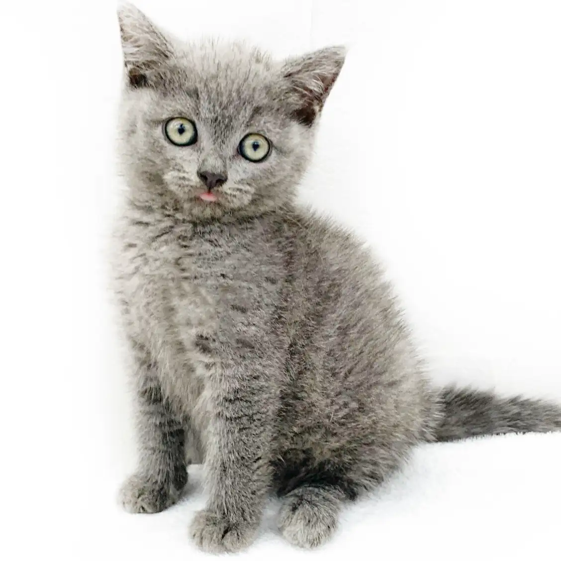 ブリティッシュショートヘア