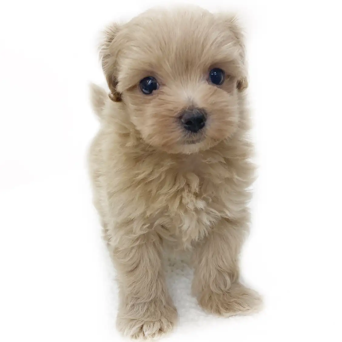 MIX（トイプードル×マルチーズ）