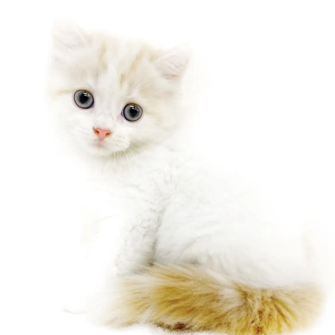 スコティッシュフォールド