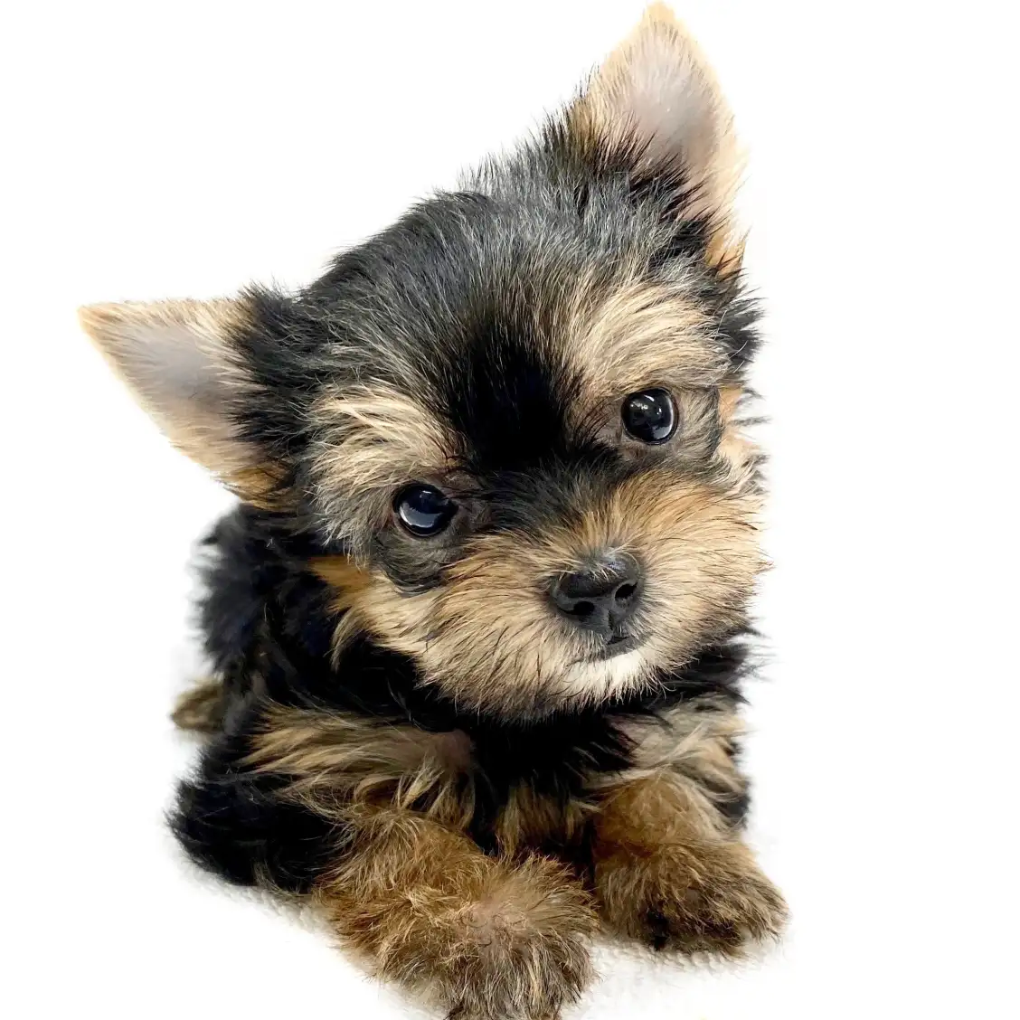 ヨークシャーテリア