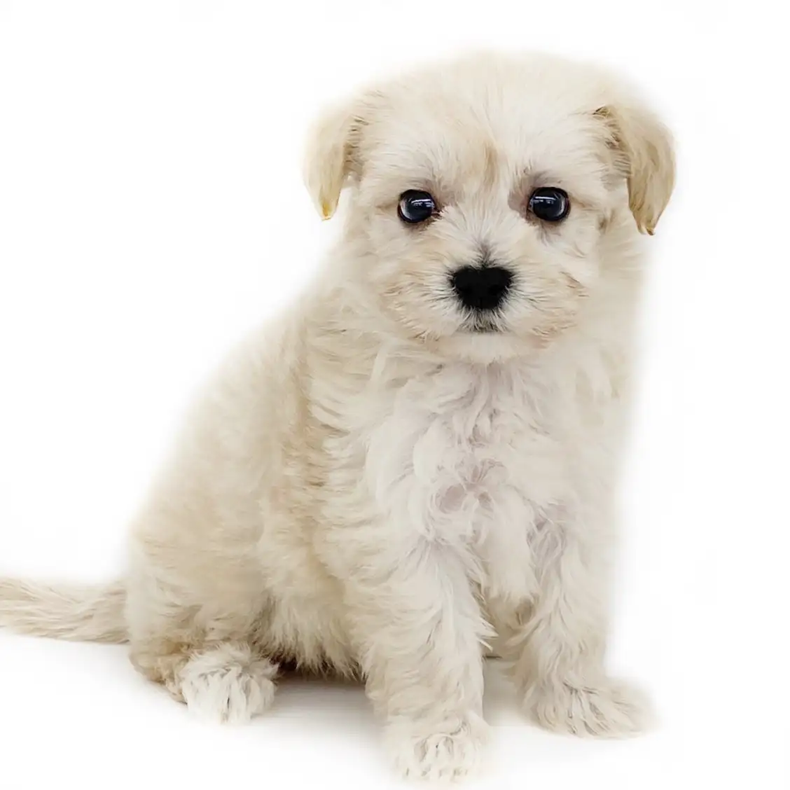 MIX（マルチーズ×トイプードル）