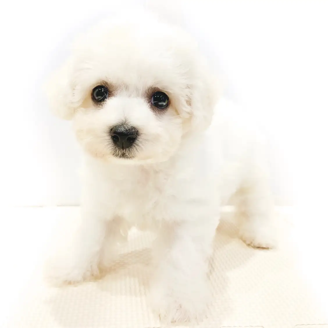 ビションフリーゼ