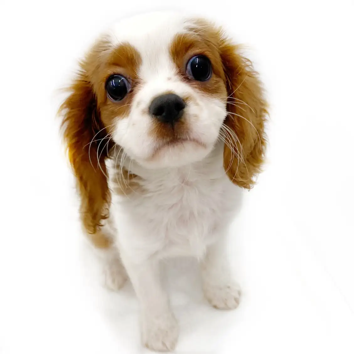 キャバリア・キングチャールズ・スパニエル
