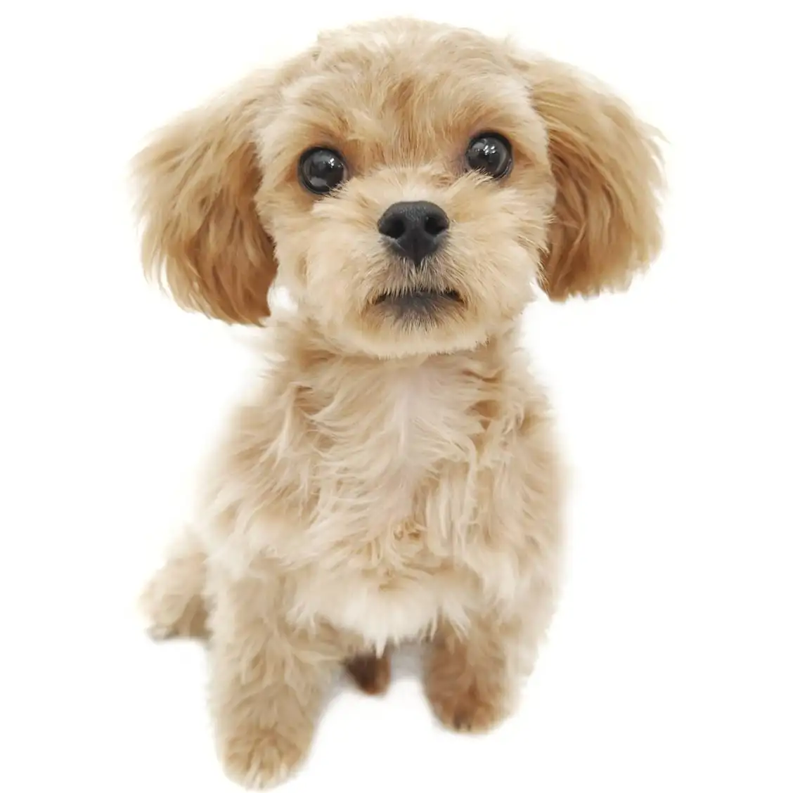 MIX(ペキニーズ×トイプードル)