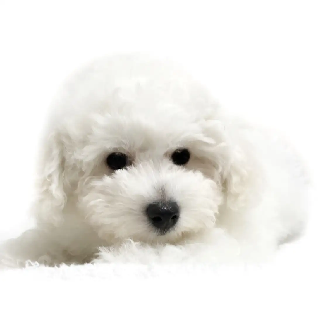 ビションフリーゼ