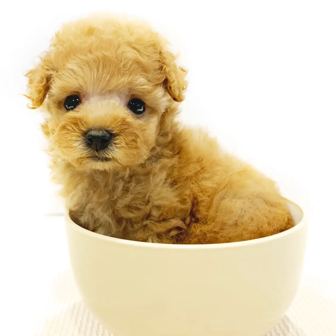 トイ・プードル