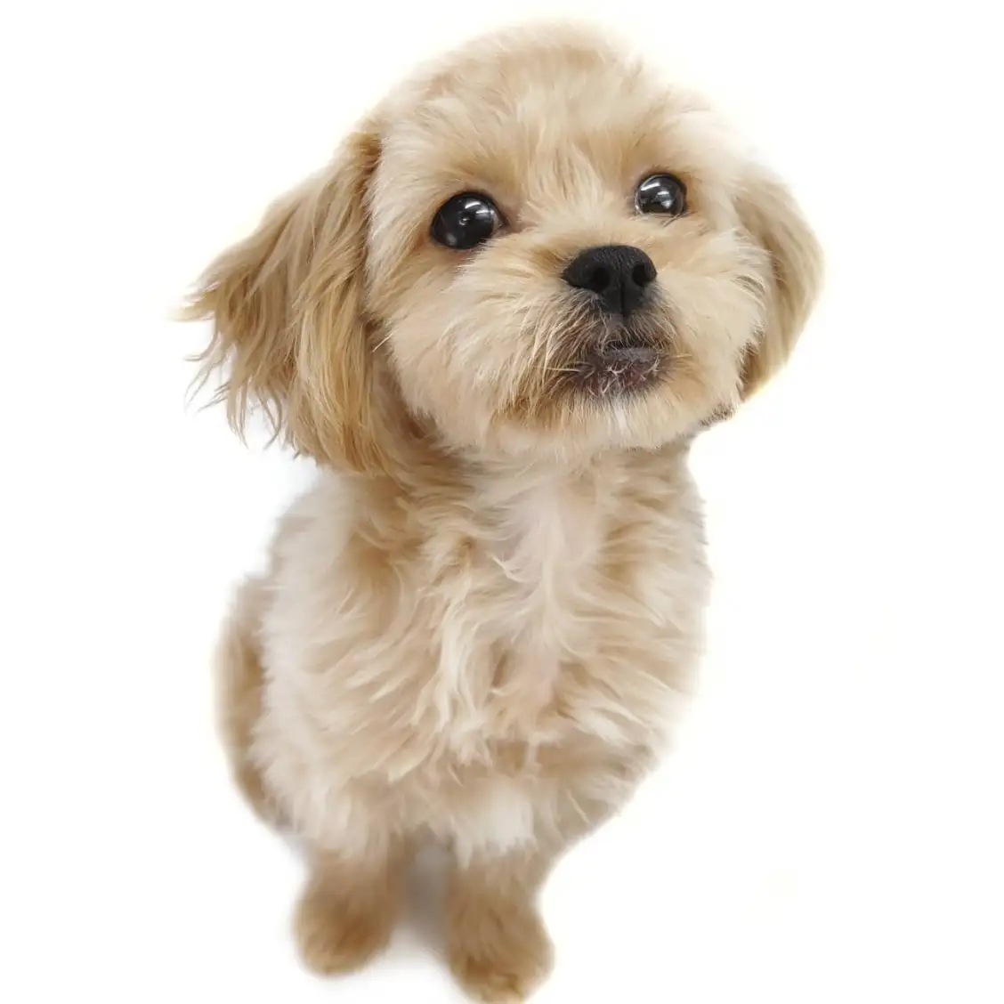 MIX(ペキニーズ×トイプードル)