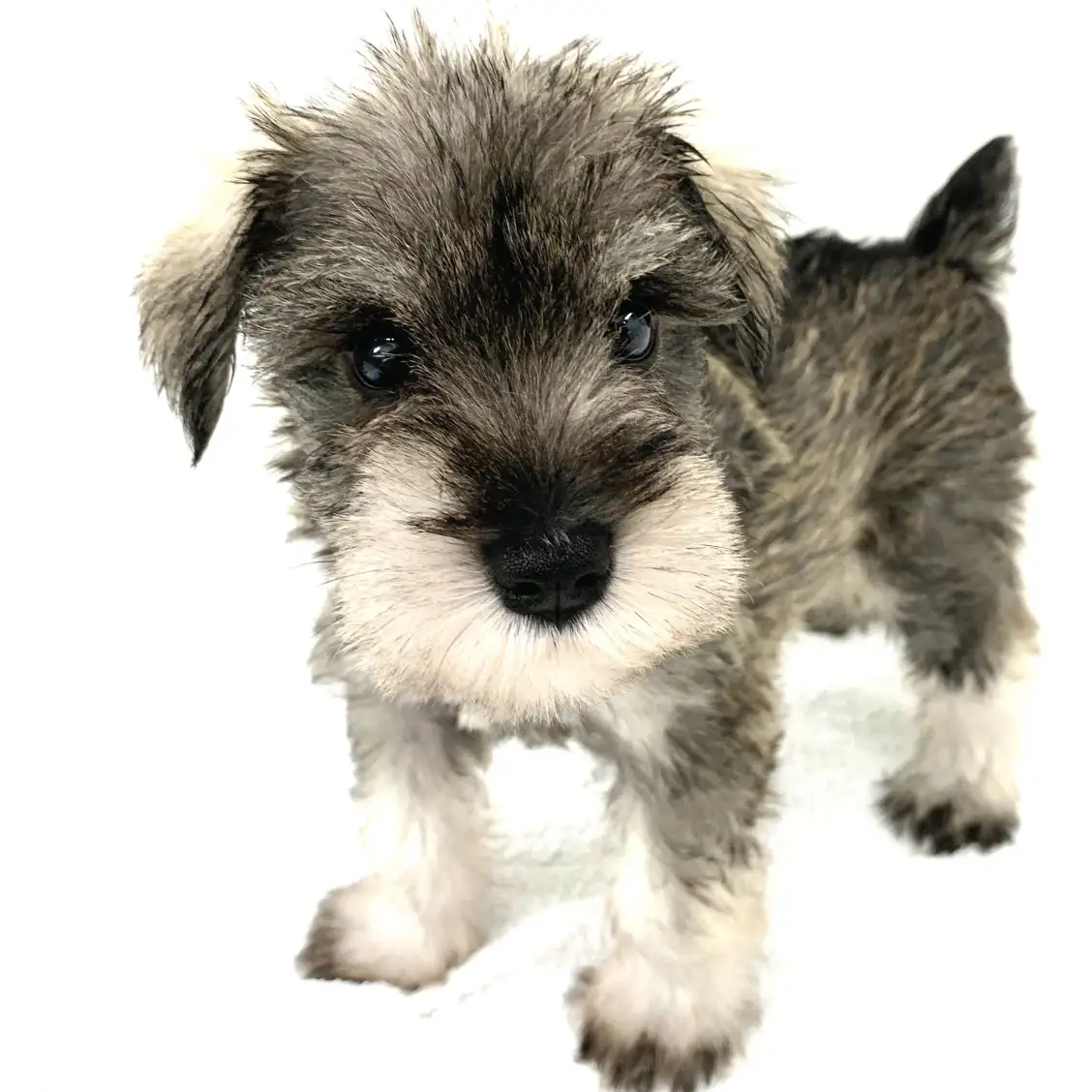 ミニチュア・シュナウザー