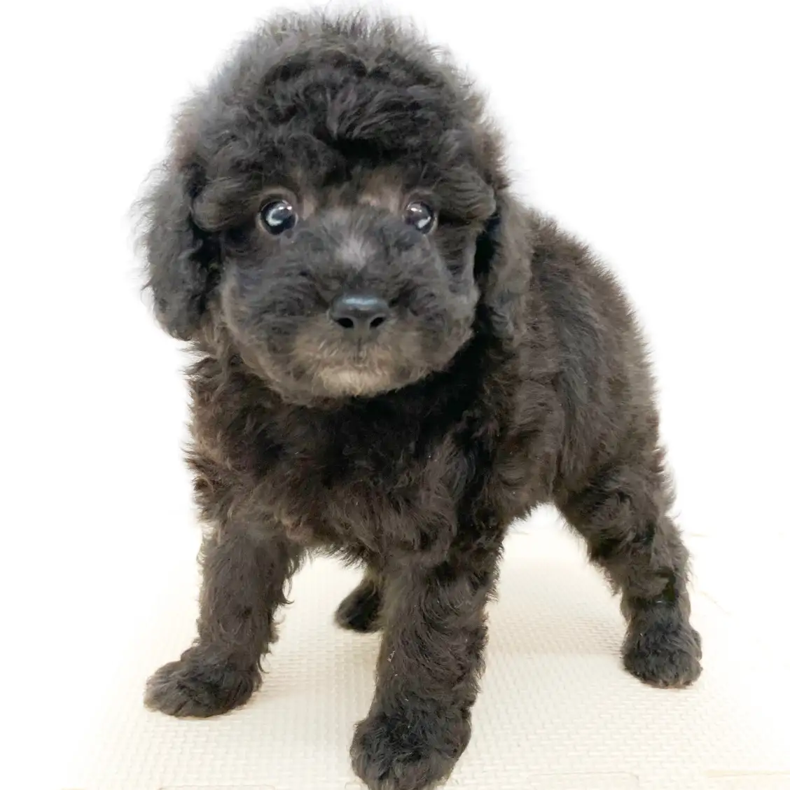 トイ・プードル