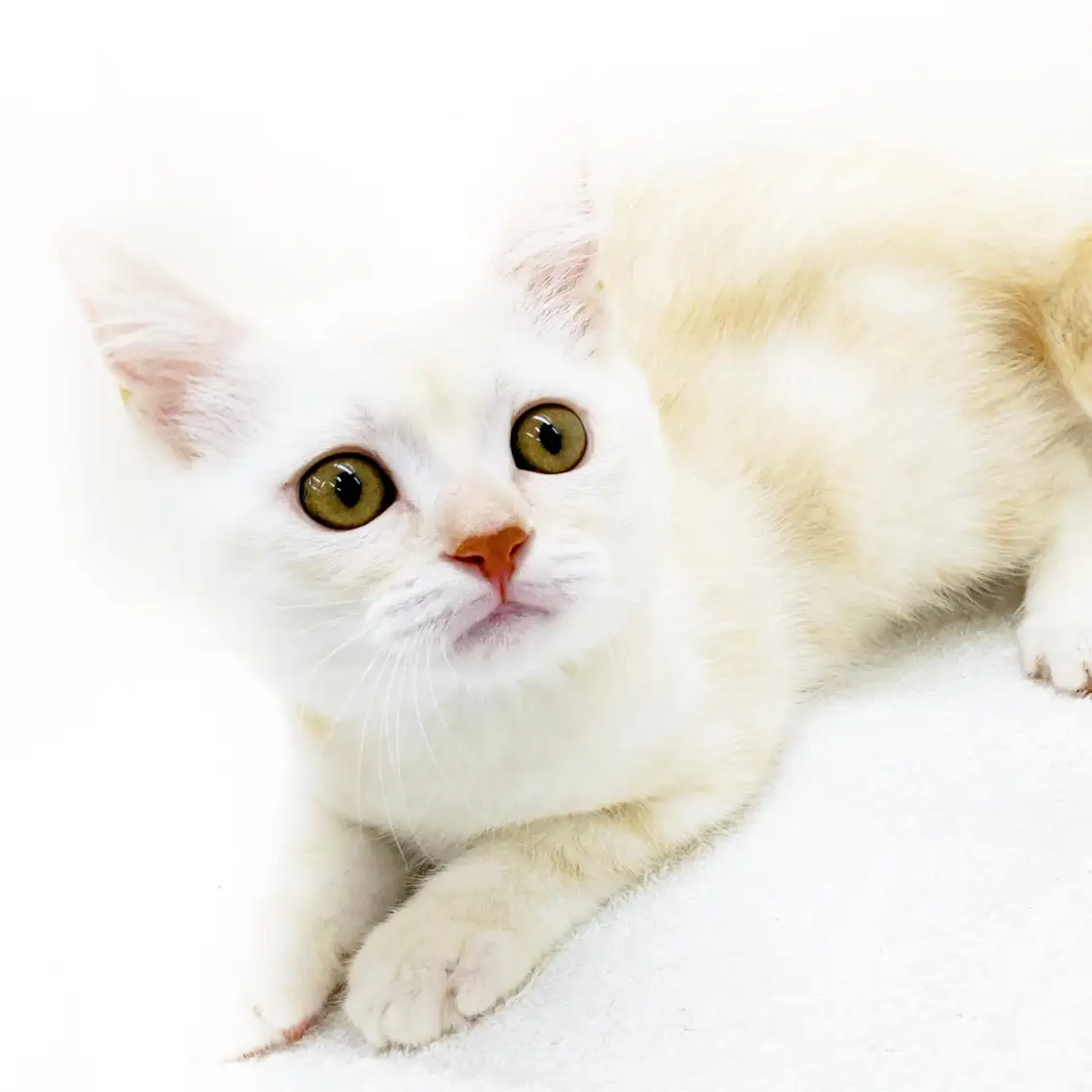 アメリカンショートヘア