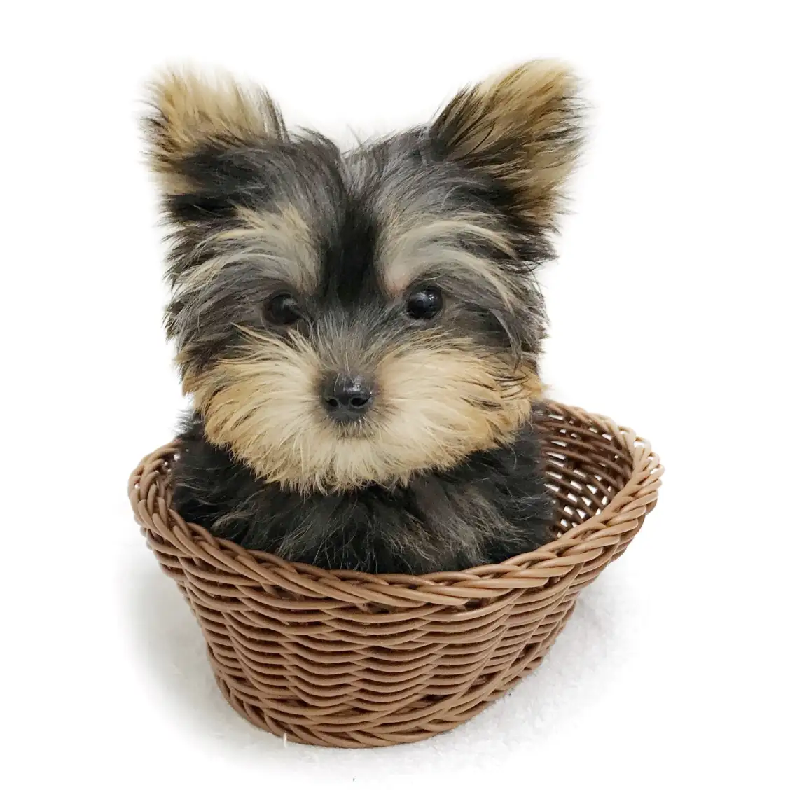 ヨークシャーテリア