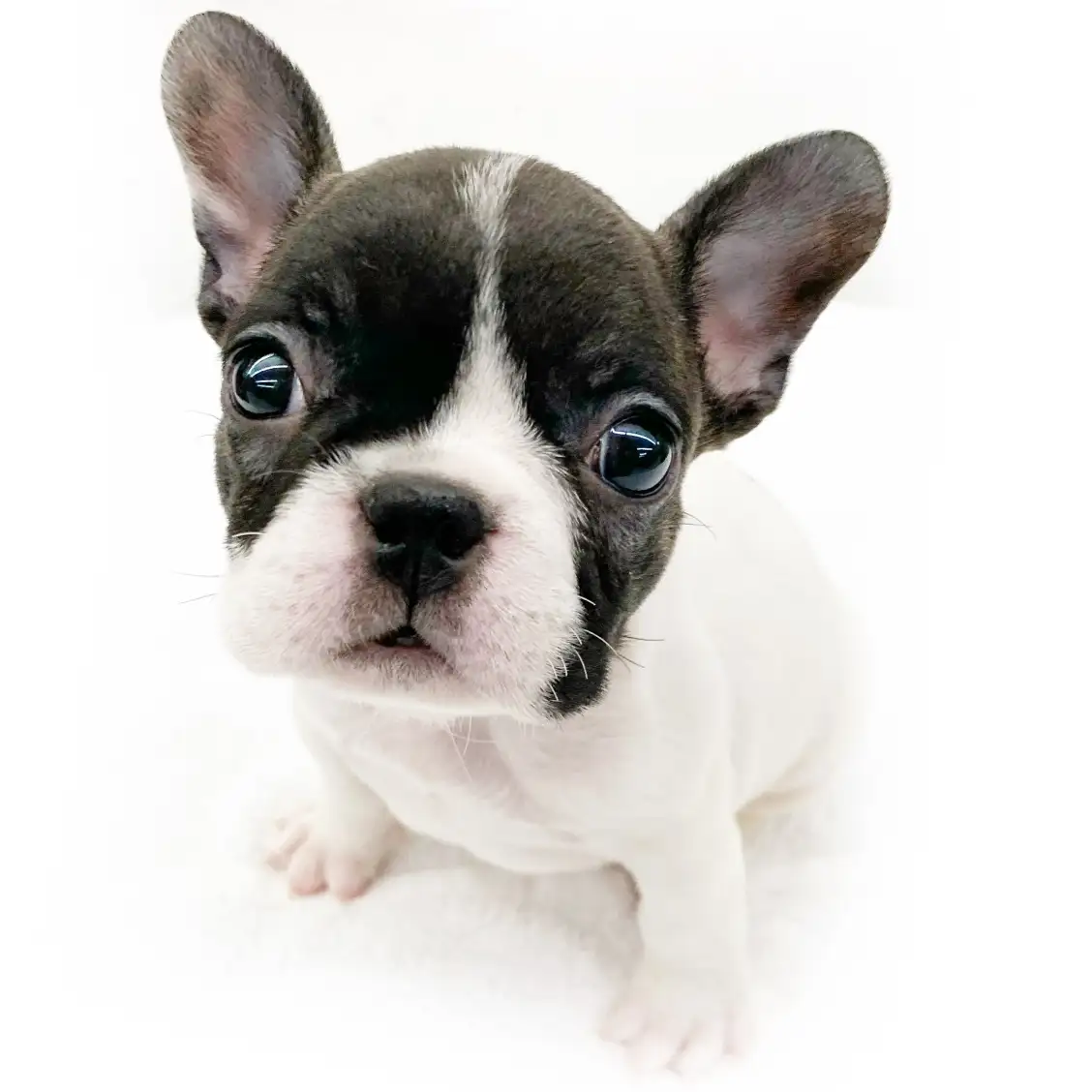 フレンチブルドッグ