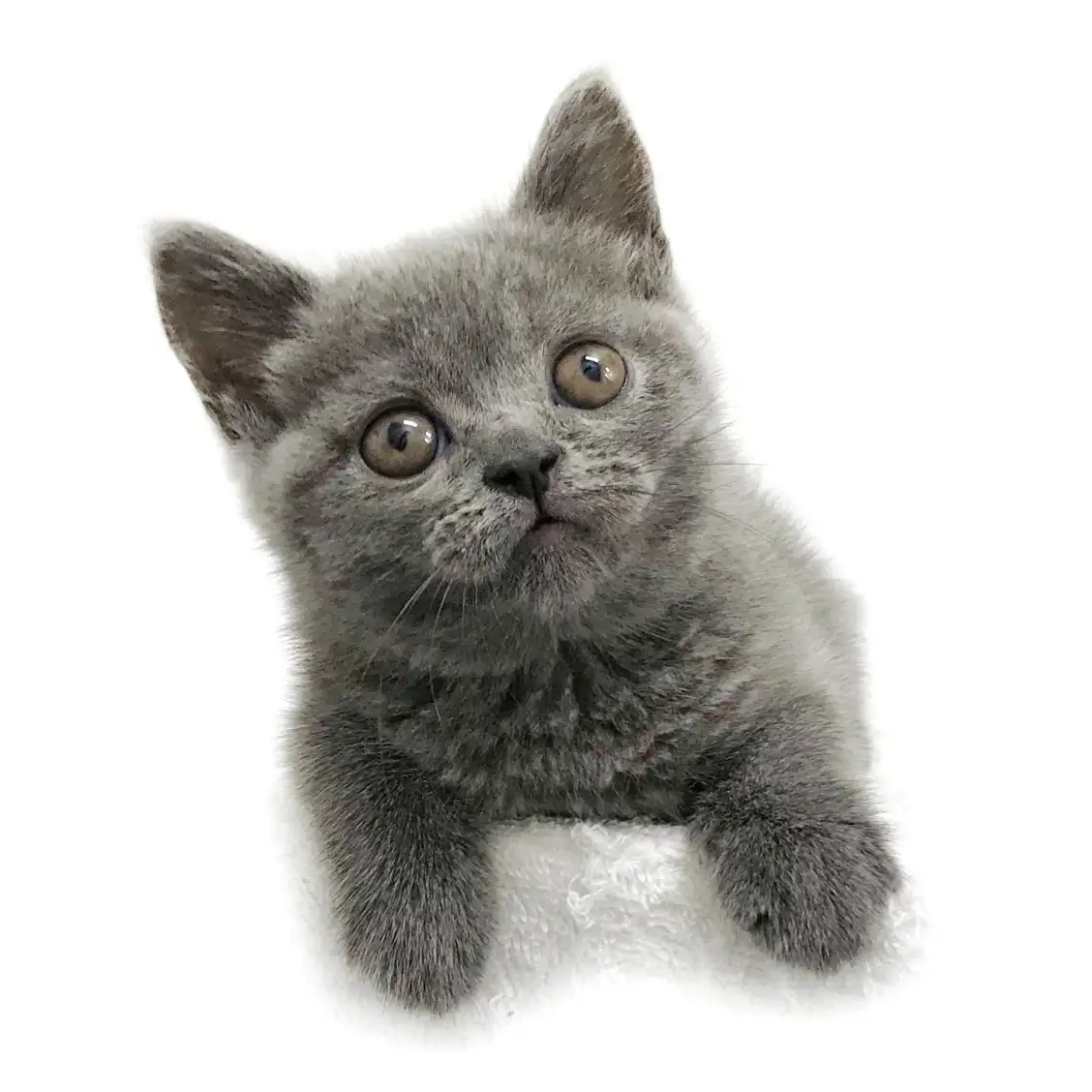 ブリティッシュショートヘア