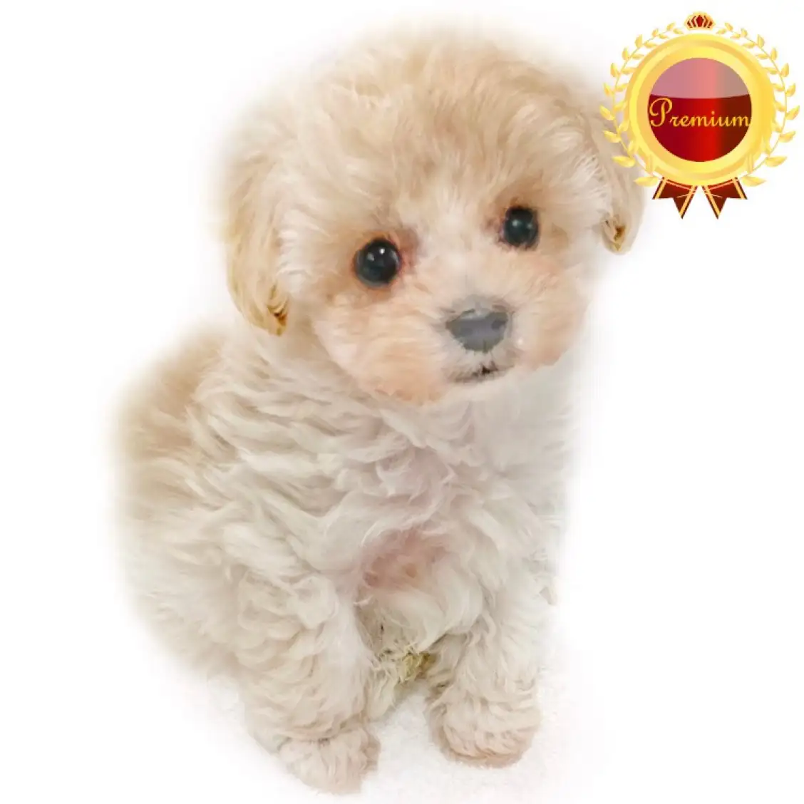 MIX（トイプードル×マルチーズ）