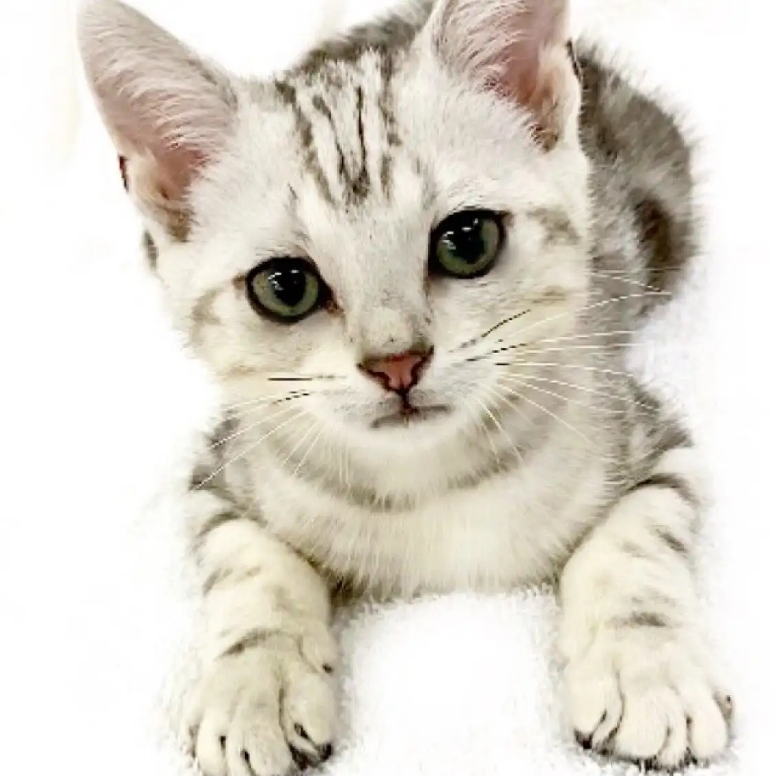 アメリカンショートヘア