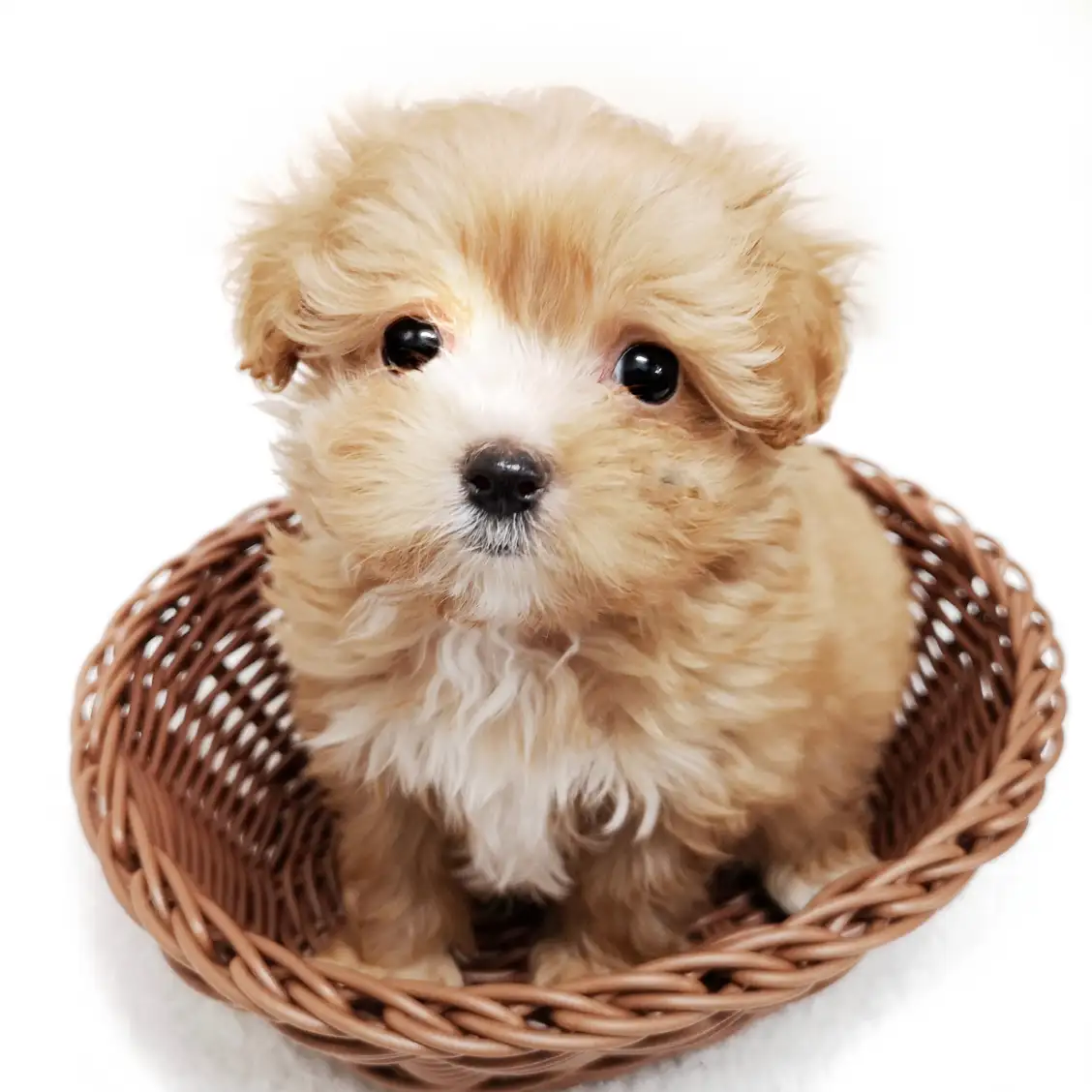 MIX(トイプードル×マルチーズ)