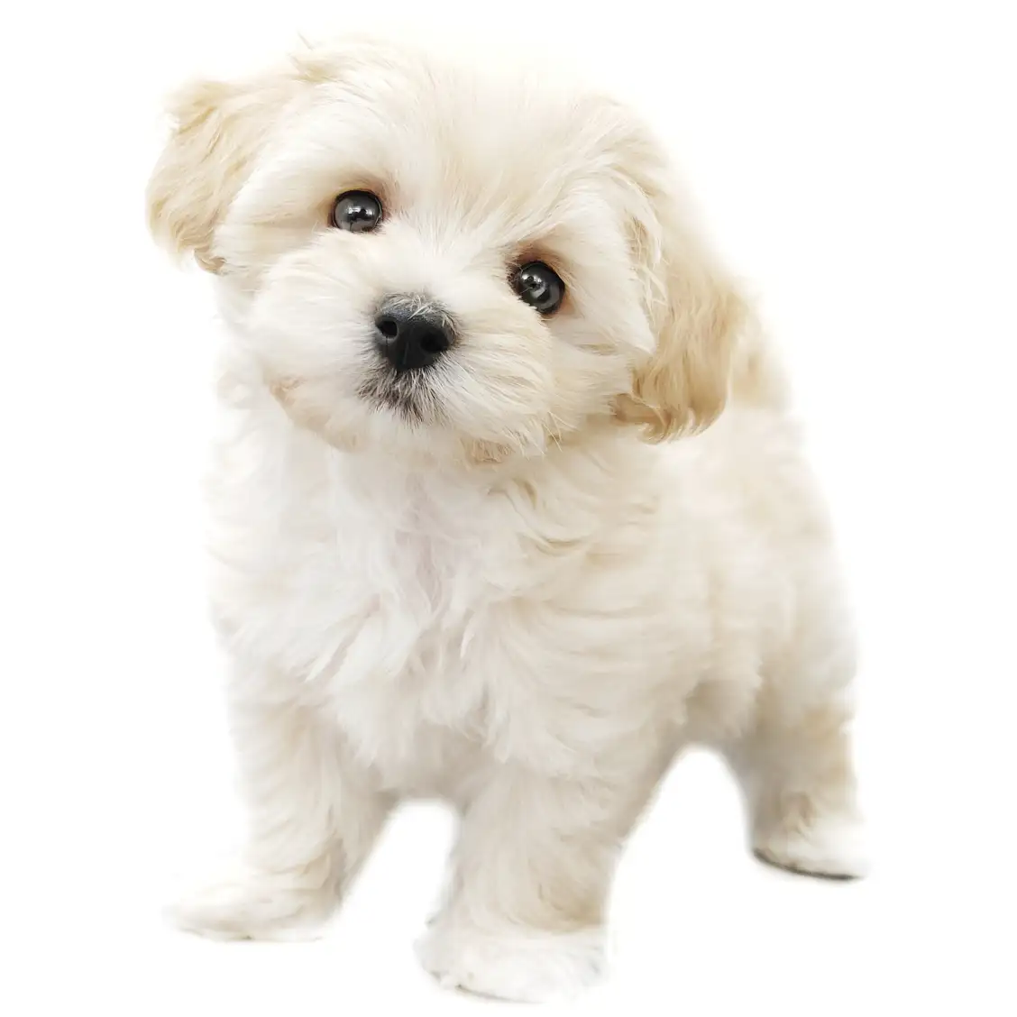 MIX(マルチーズ×トイプードル)