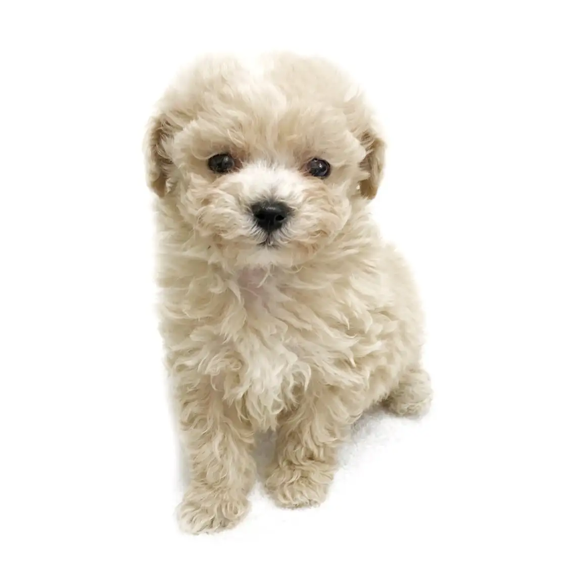 MIX(トイプードル×マルチーズ)