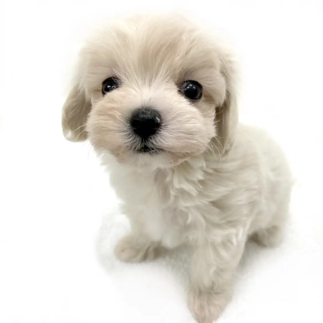 MIX(マルチーズ×トイプードル)