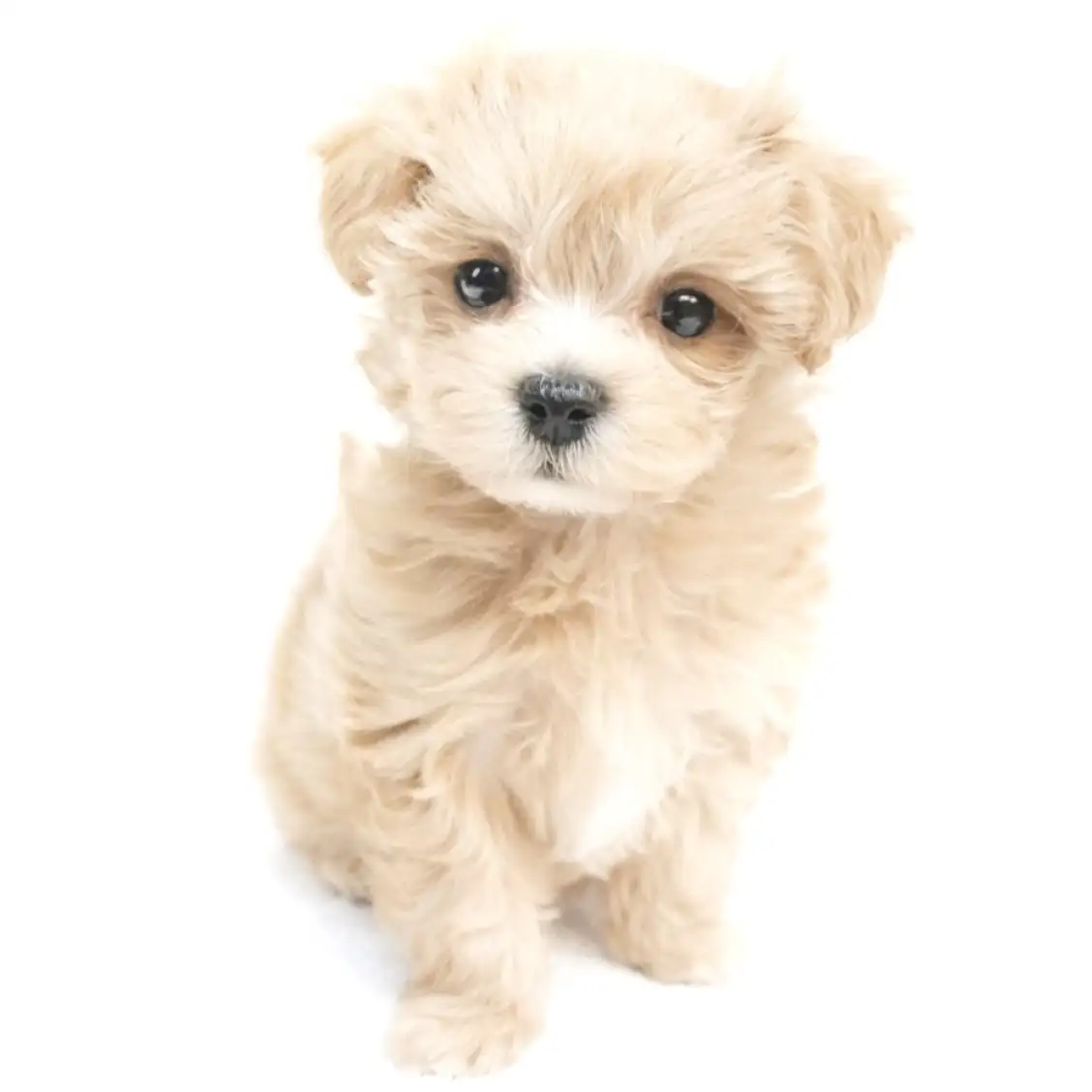 MIX(マルチーズ×トイプードル)