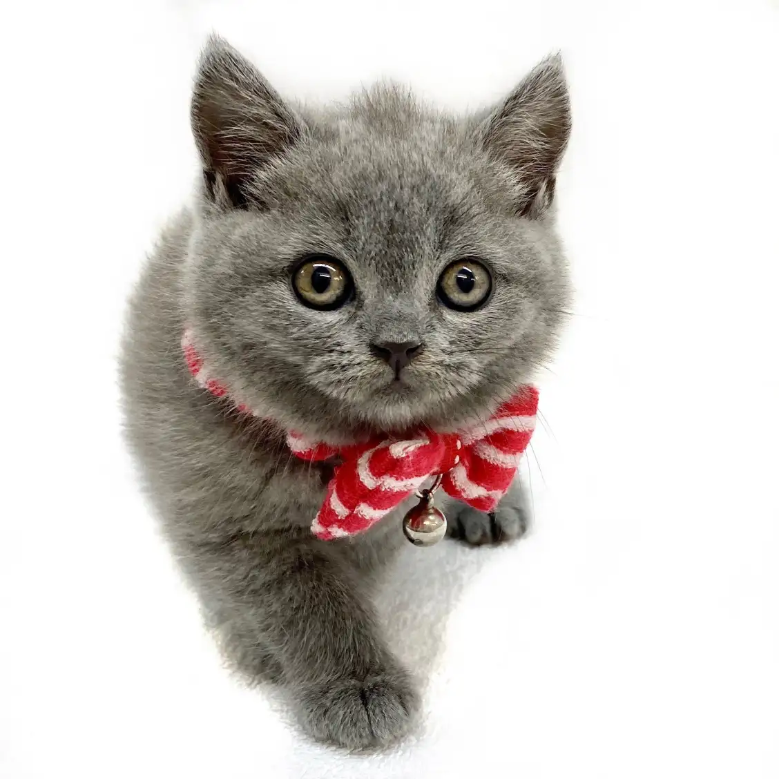 ブリティッシュショートヘア