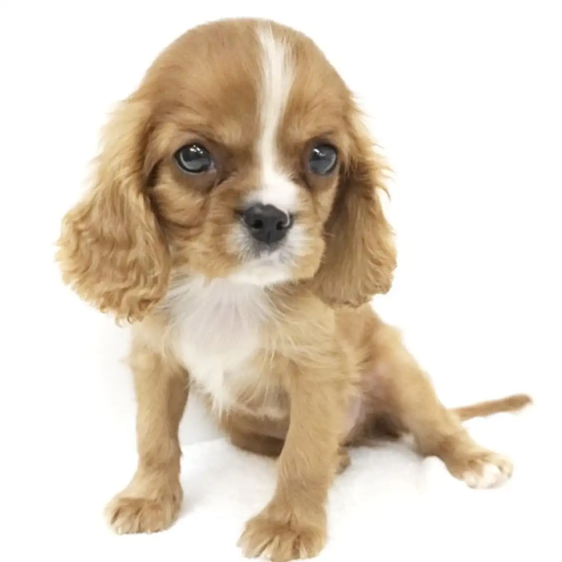 キャバリア・キングチャールズ・スパニエル