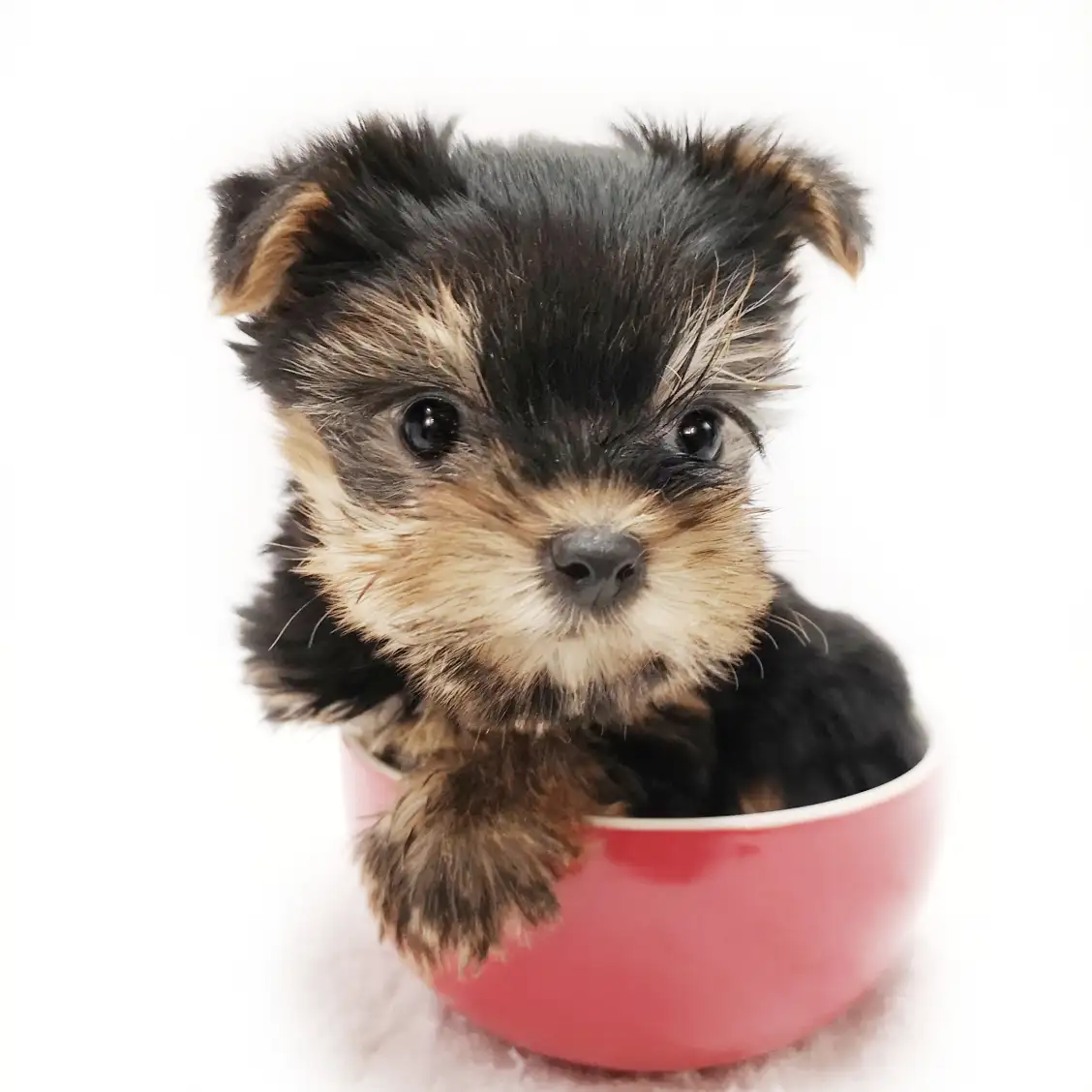 ヨークシャーテリア