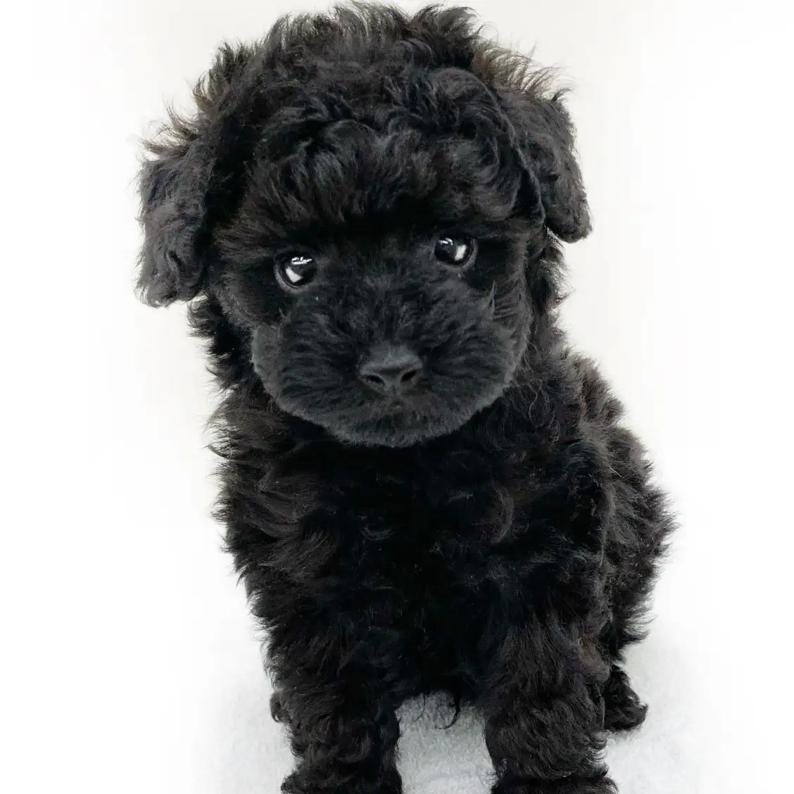 トイ・プードル